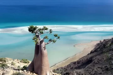 socotra Oud - The island perfume